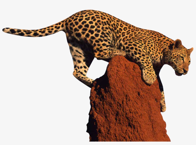 Detail Download Leopard Nomer 45