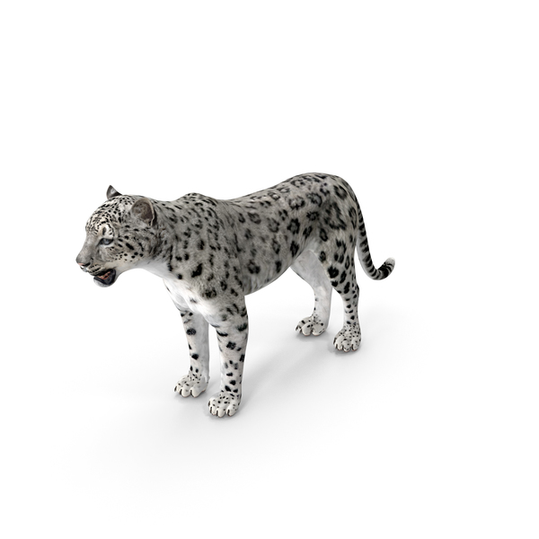 Detail Download Leopard Nomer 46