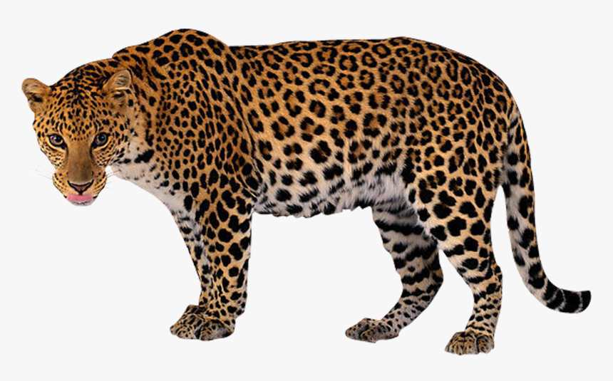 Detail Download Leopard Nomer 6