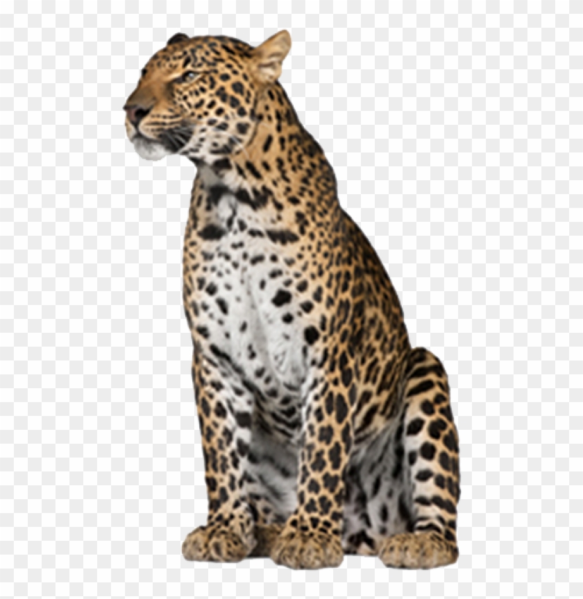 Detail Download Lepard Nomer 40