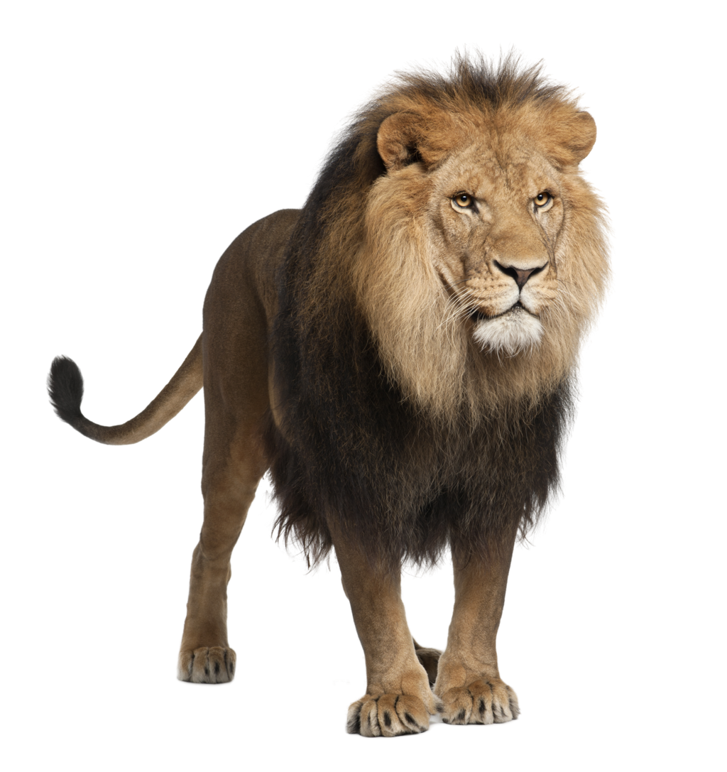 Detail Download Lion Nomer 29