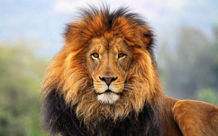 Detail Download Lion Images Nomer 28