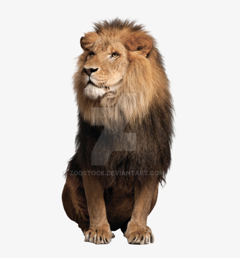 Detail Download Lion Images Nomer 50