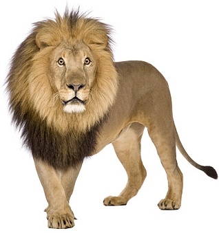 Detail Download Lion Images Nomer 9