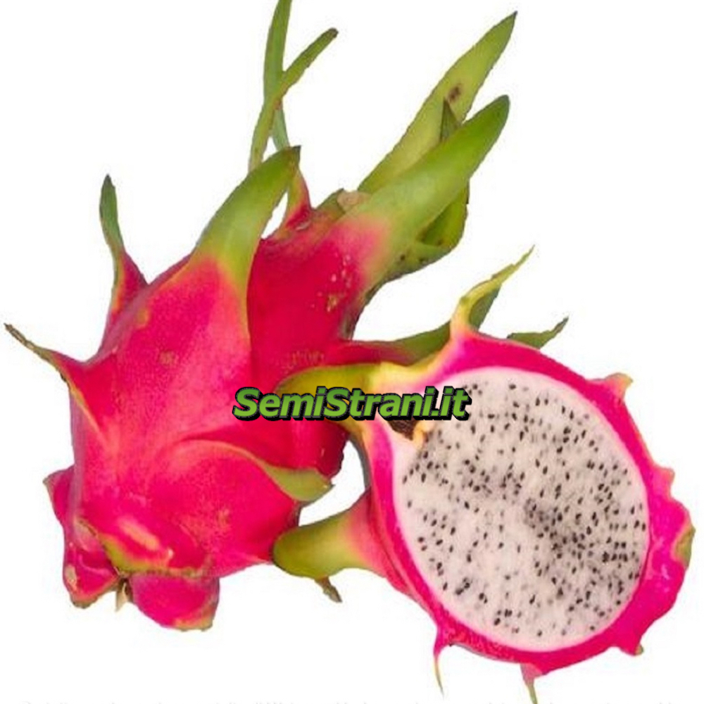 Detail Drachen Obst Nomer 6