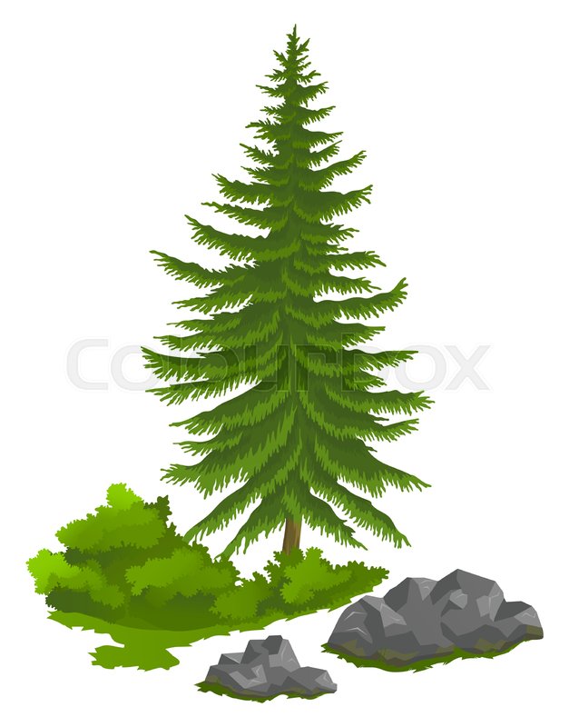 Detail Taiga Evergreen Trees Nomer 5