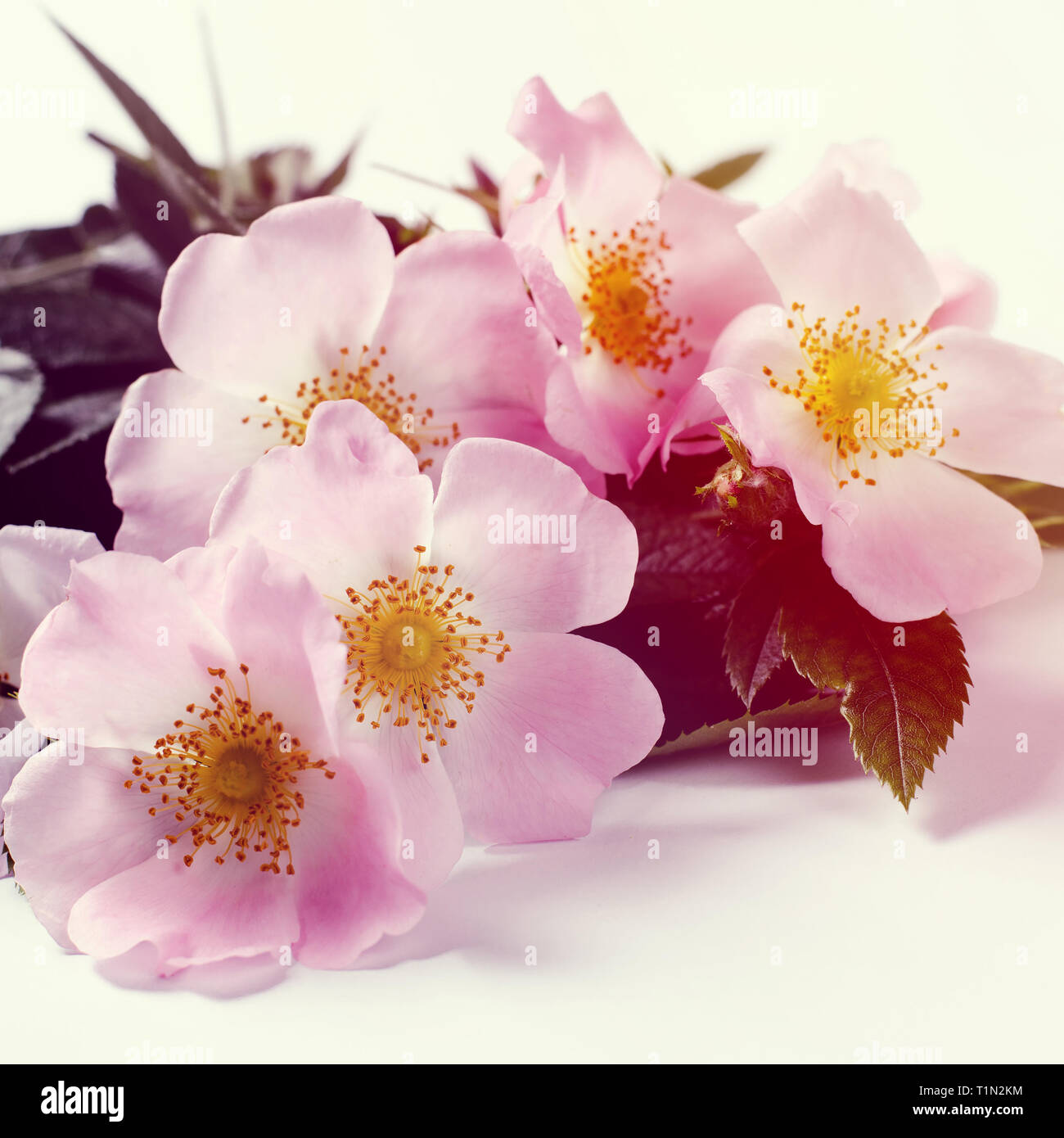 Detail Theme Bunga Nomer 47