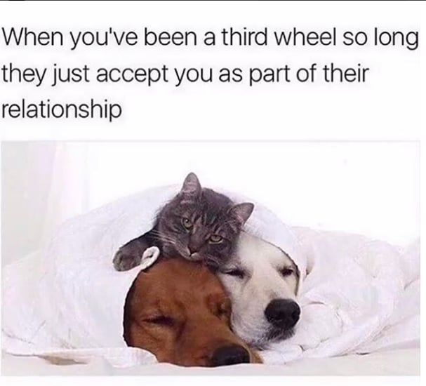 Detail Third Wheel Meme Nomer 23