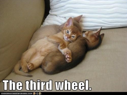 Detail Third Wheel Meme Nomer 46