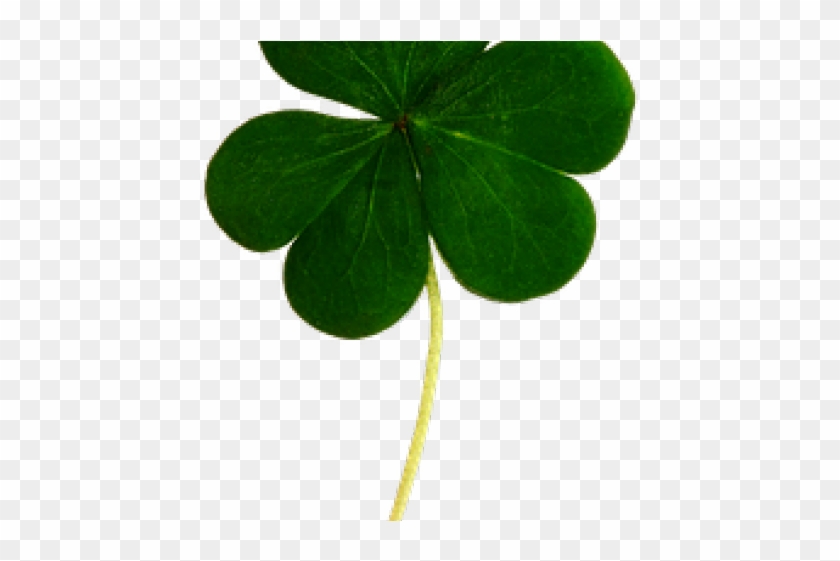 Detail Three Leaf Clover Png Nomer 21