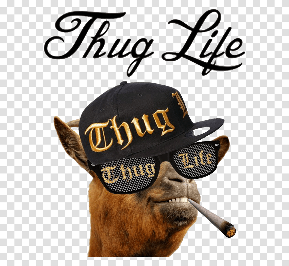 Detail Thug Hat Png Nomer 40