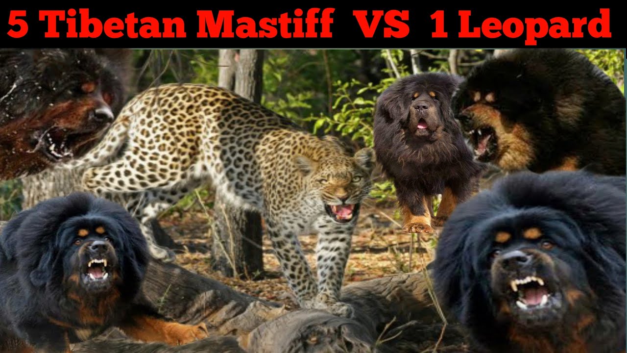 Detail Tibetan Mastiff Vs Lion Nomer 10