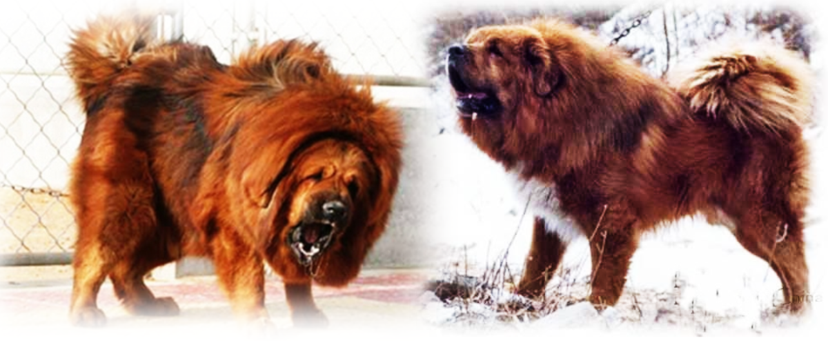 Detail Tibetan Mastiff Vs Lion Nomer 16