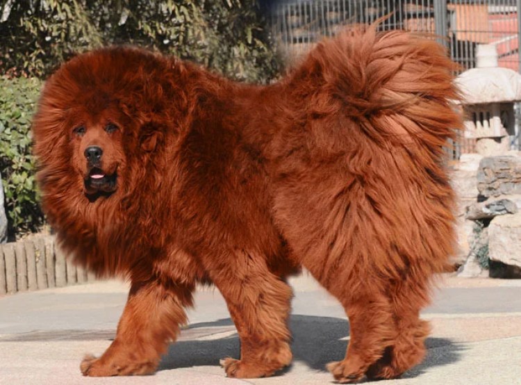 Detail Tibetan Mastiff Vs Lion Nomer 27