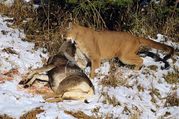 Detail Tibetan Mastiff Vs Lion Nomer 38