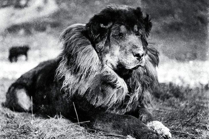 Detail Tibetan Mastiff Vs Lion Nomer 41