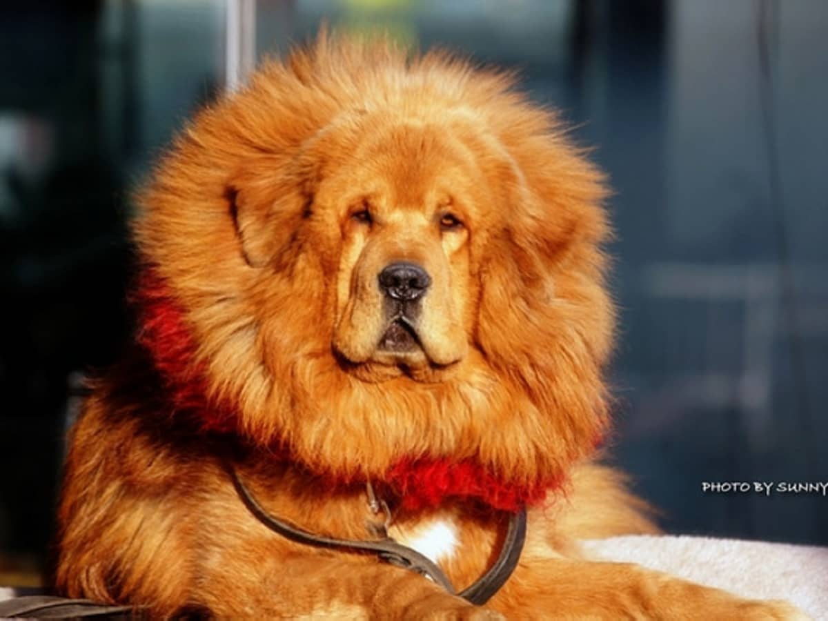 Detail Tibetan Mastiff Vs Lion Nomer 51