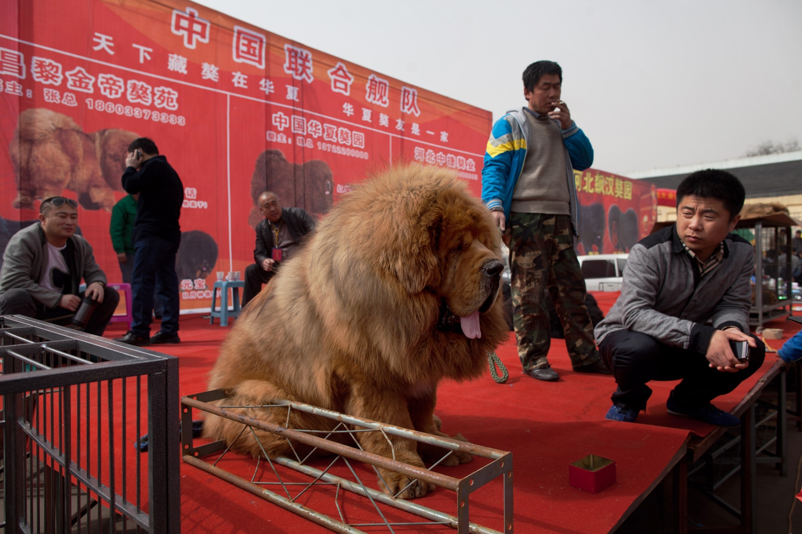 Detail Tibetan Mastiff Vs Lion Nomer 8