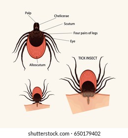 Detail Tic Bug Image Nomer 26