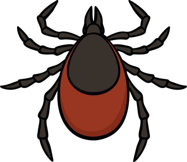 Tick Clipart - KibrisPDR