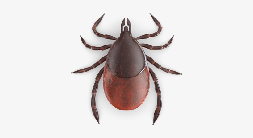 Detail Tick Image Insect Nomer 40