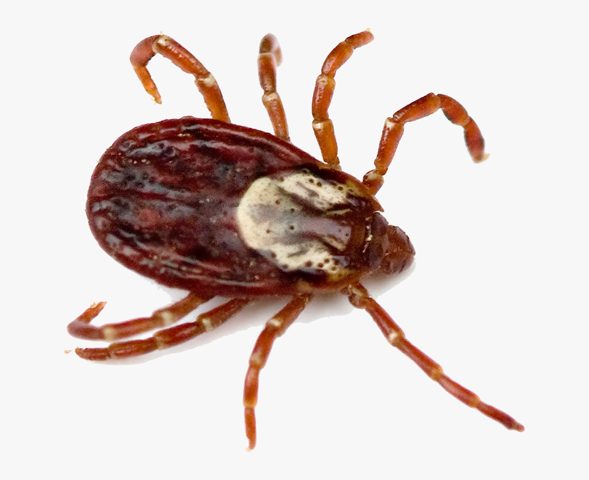 Detail Tick Insect Image Nomer 17