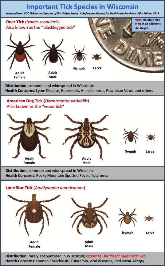 Detail Tick Insect Image Nomer 22