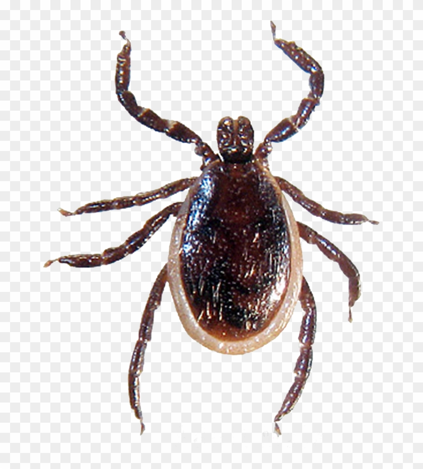 Detail Tick Insect Image Nomer 27