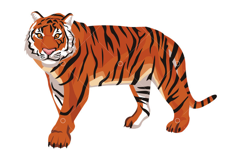 Detail Tiger Cartoon Images Nomer 37