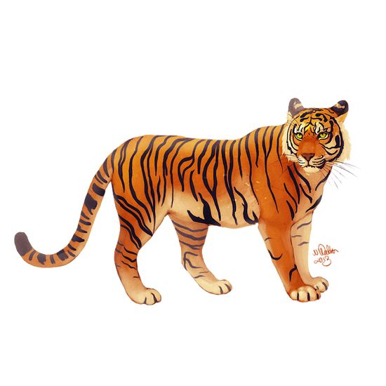 Detail Tiger Cartoon Png Nomer 22