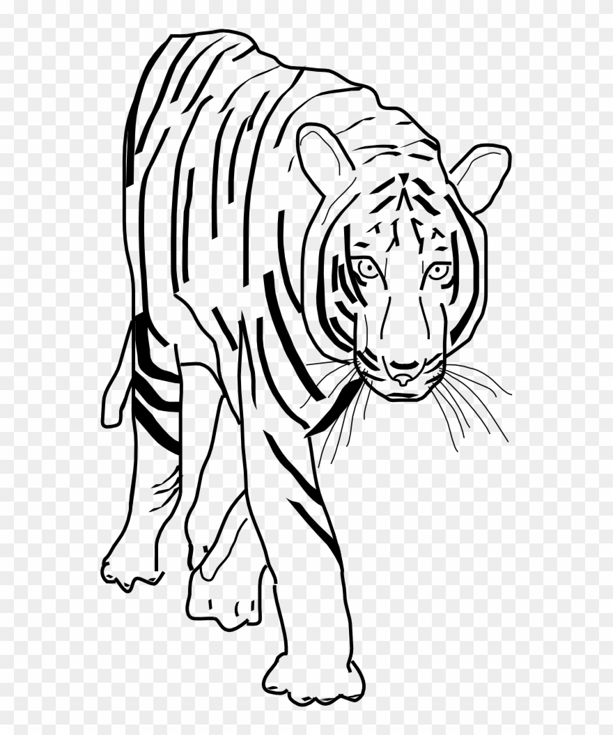 Detail Tiger Clipart Png Nomer 36