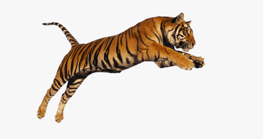 Detail Tiger Clipart Png Nomer 54