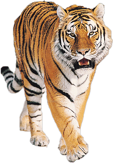 Detail Tiger Download Nomer 25