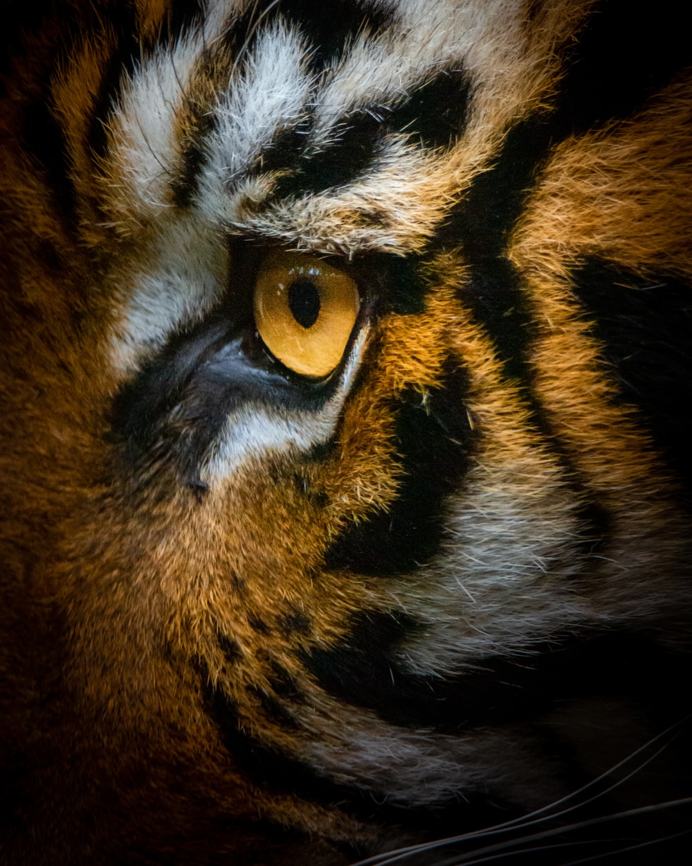 Detail Tiger Download Nomer 5