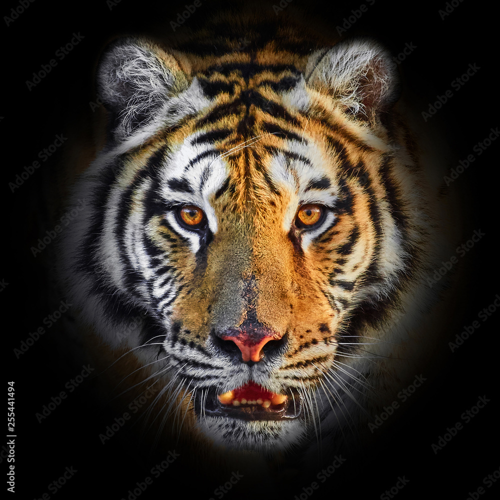 Detail Tiger Face Nomer 12