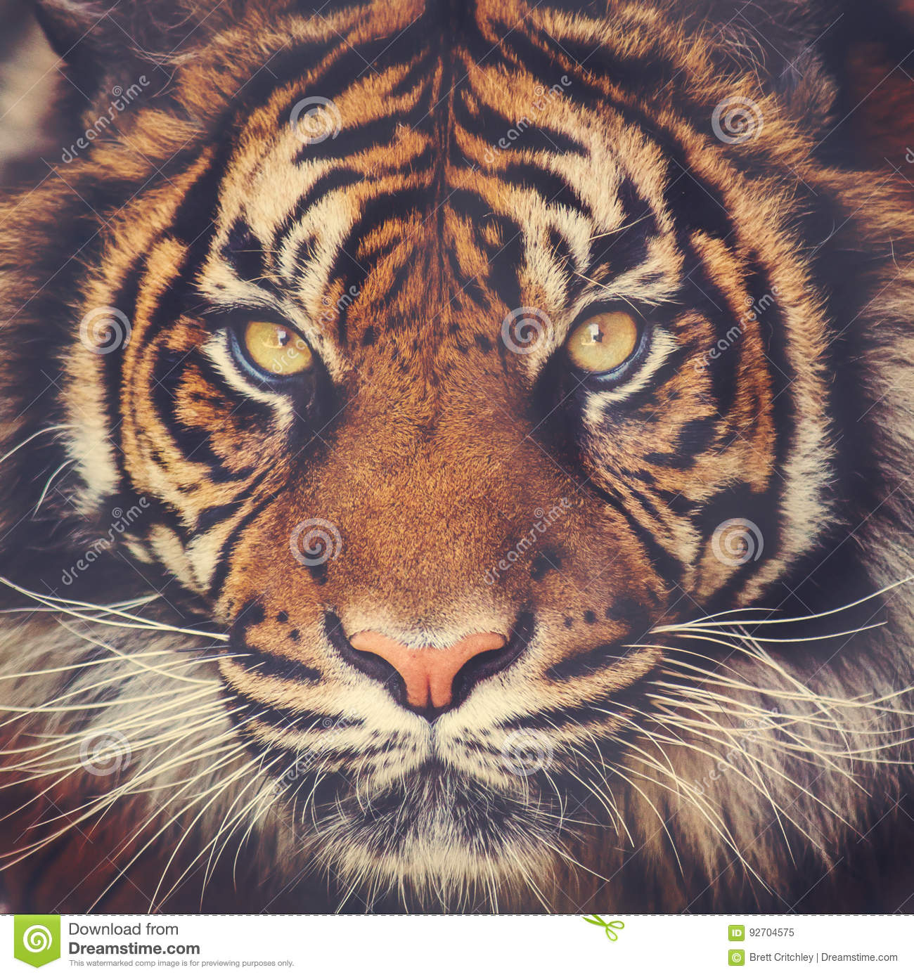Detail Tiger Face Nomer 14