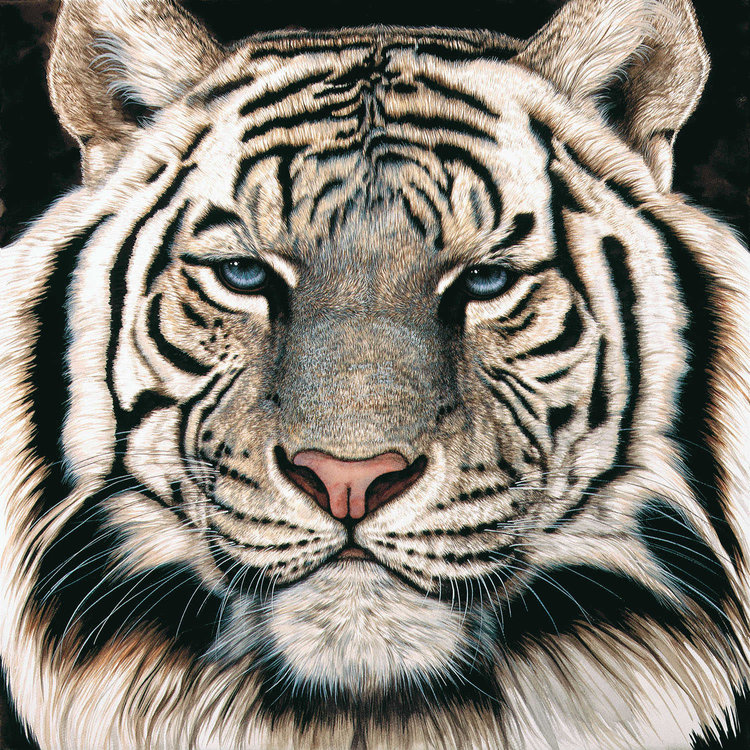 Detail Tiger Face Nomer 51