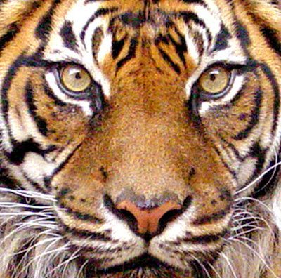 Detail Tiger Face Nomer 57
