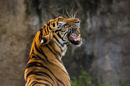 Download Tiger Hd Nomer 3