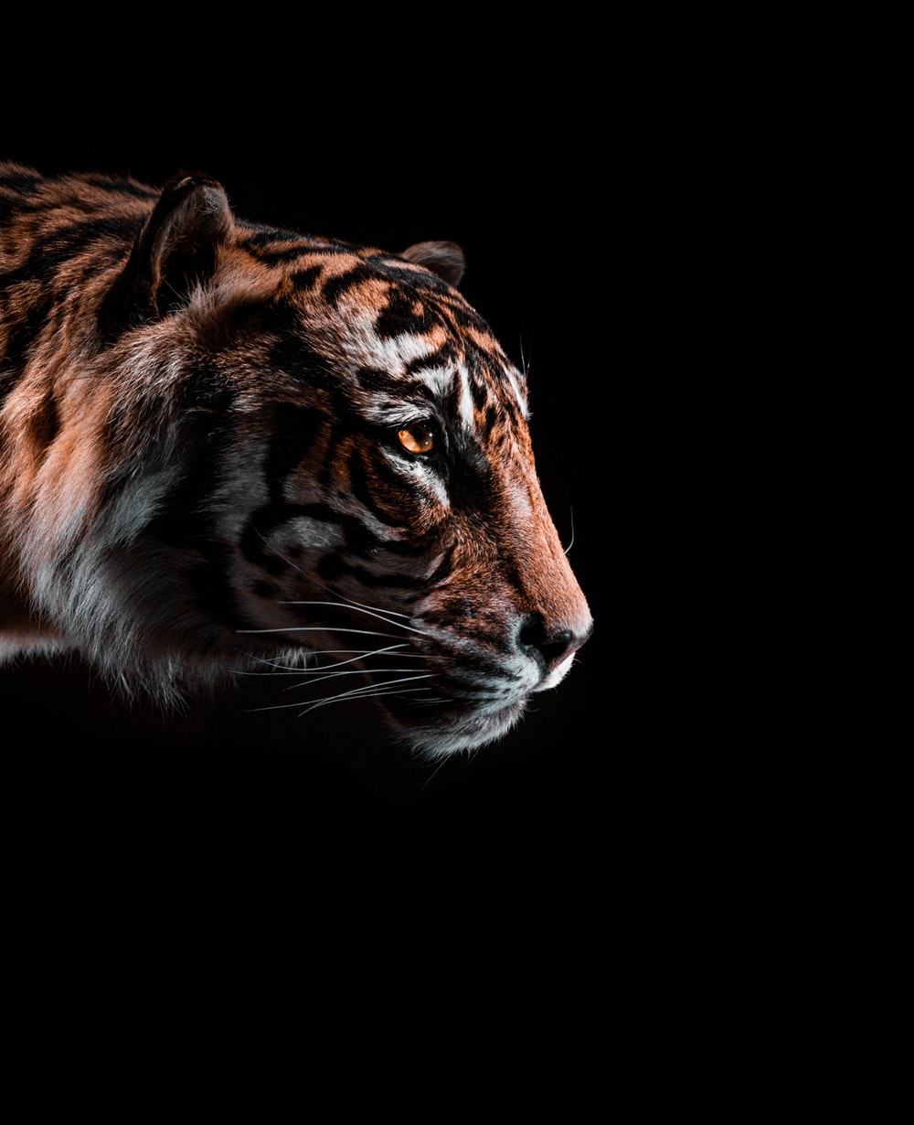 Detail Tiger Hd Wallpaper Nomer 2