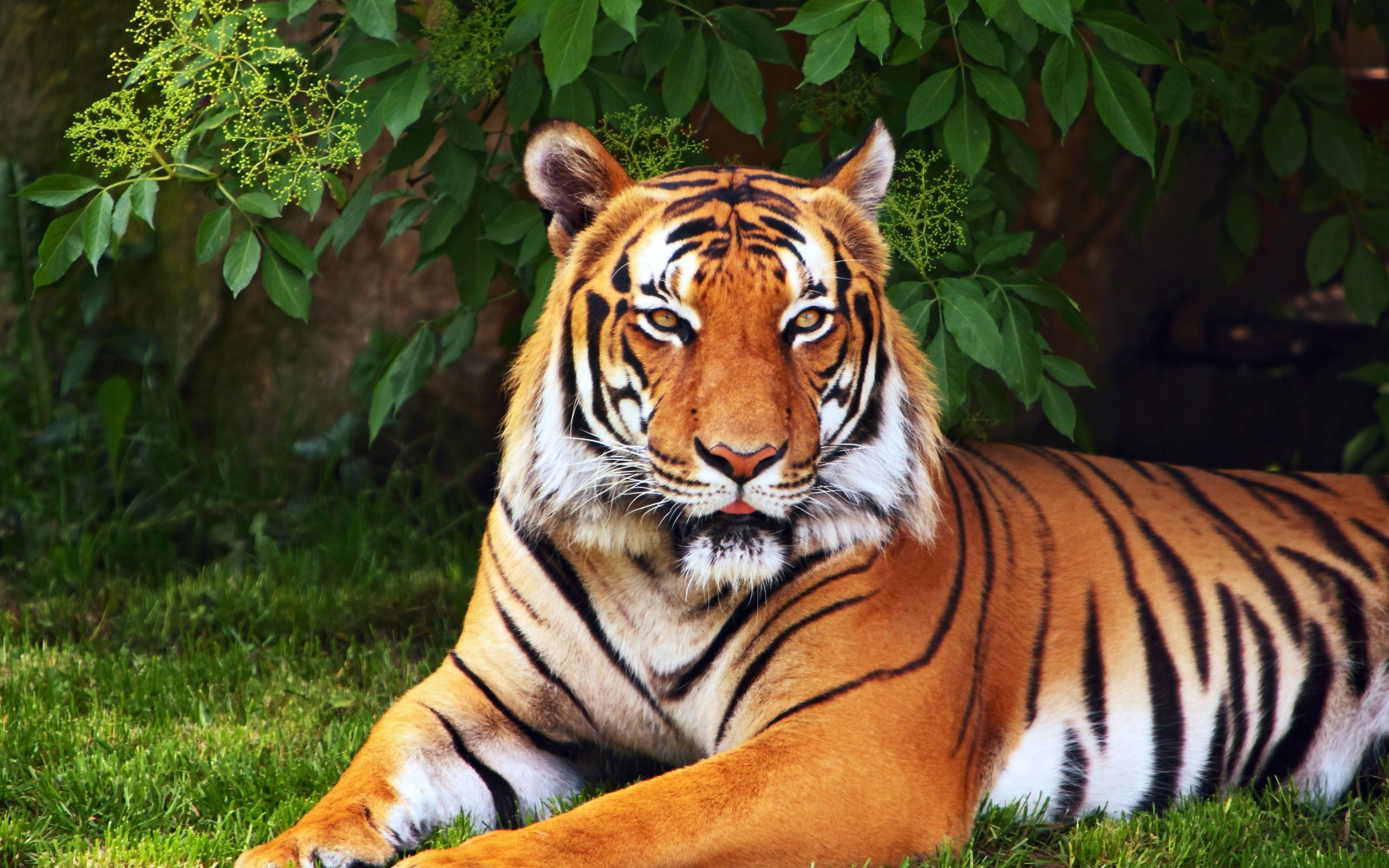 Detail Tiger Hd Wallpaper Nomer 13