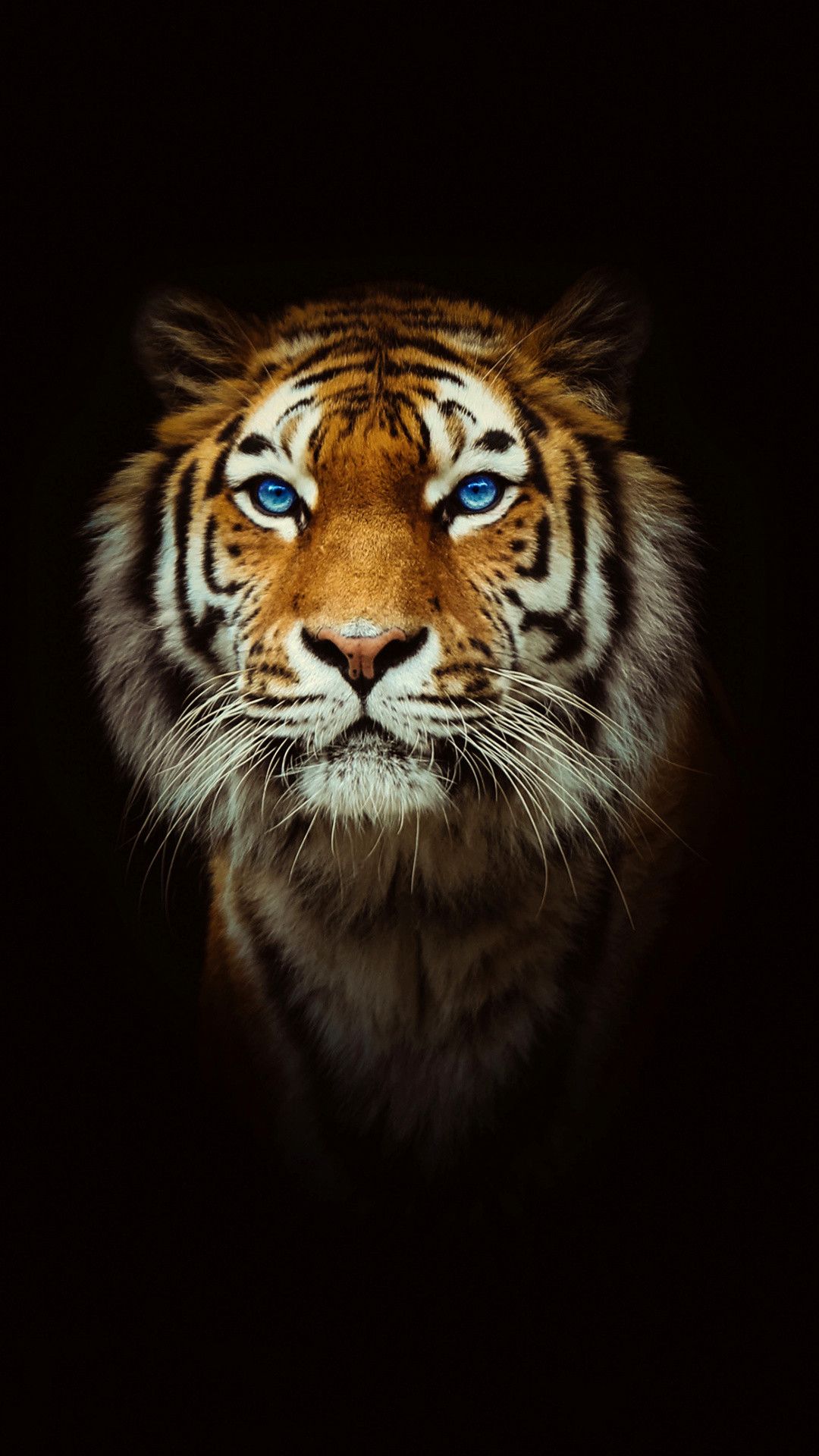 Detail Tiger Hd Wallpaper Nomer 17