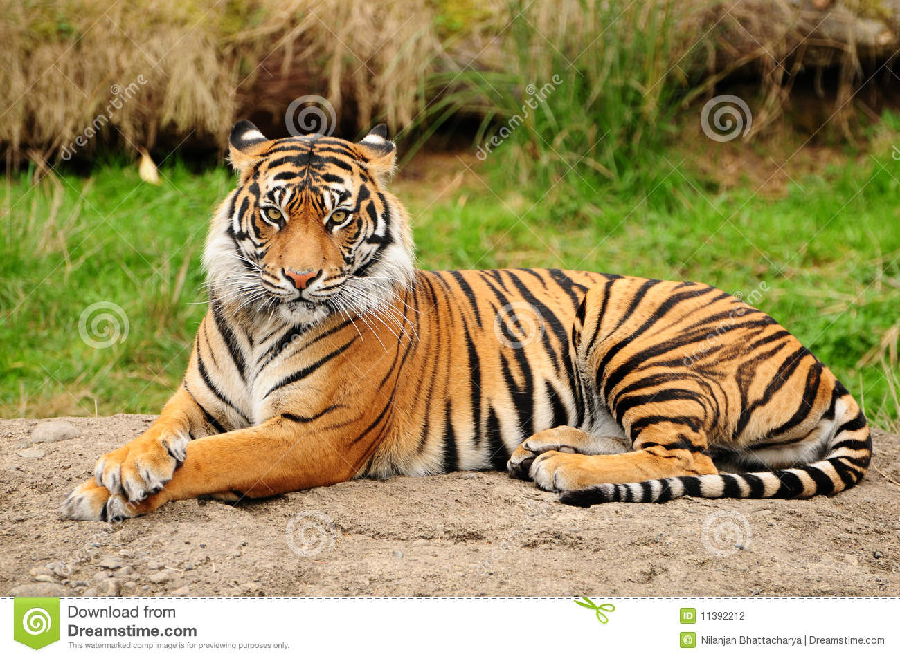 Detail Tiger Hd Wallpaper Nomer 22