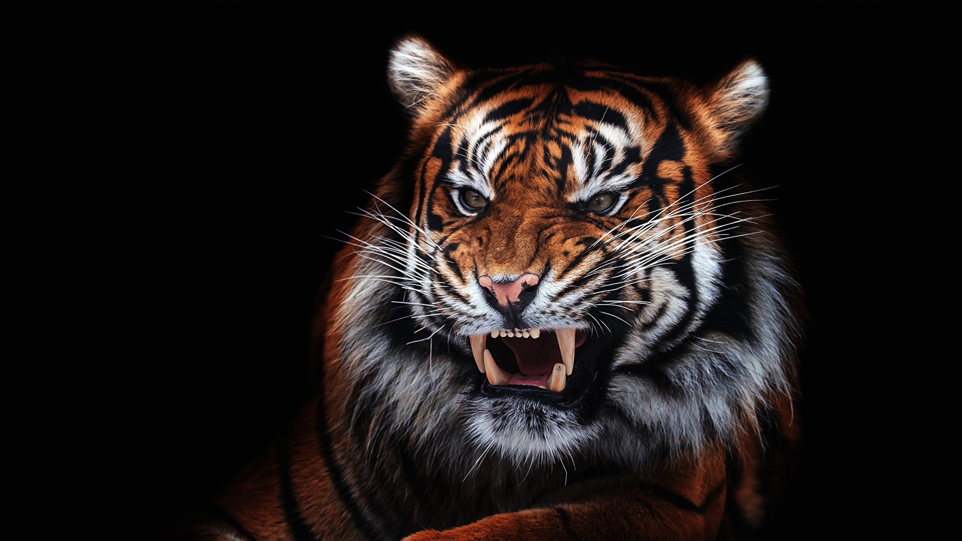 Detail Tiger Hd Wallpaper Nomer 24