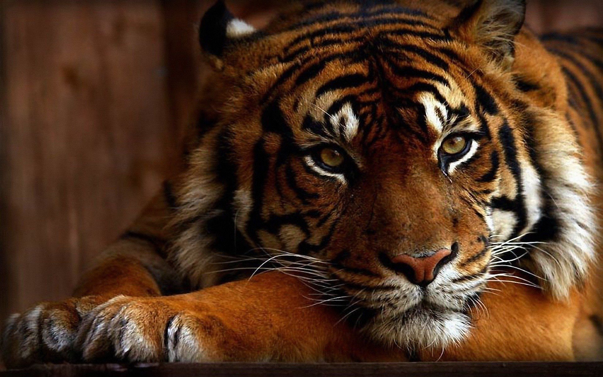 Detail Tiger Hd Wallpaper Nomer 28