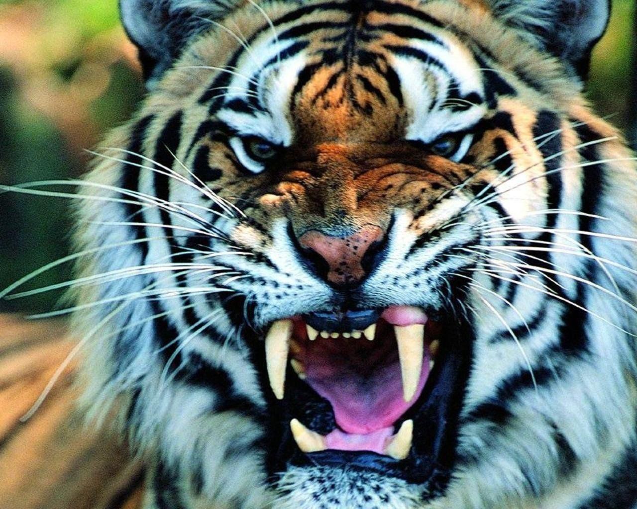 Detail Tiger Hd Wallpaper Nomer 4