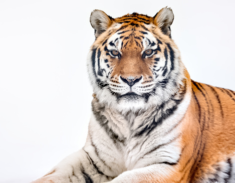 Detail Tiger Hd Wallpaper Nomer 30