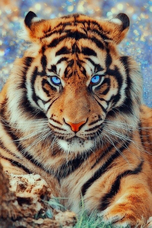 Detail Tiger Hd Wallpaper Nomer 31