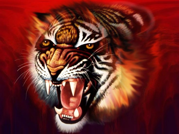 Download Tiger Hd Wallpaper Nomer 32