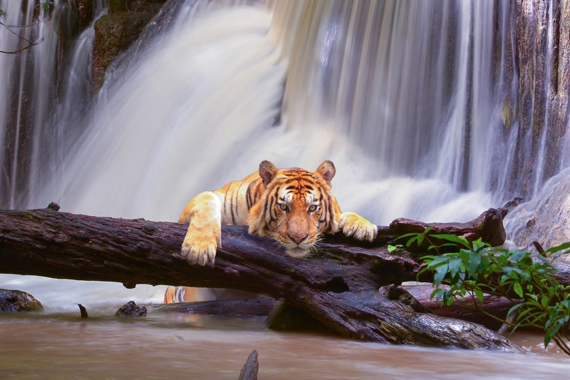 Detail Tiger Hd Wallpaper Nomer 33